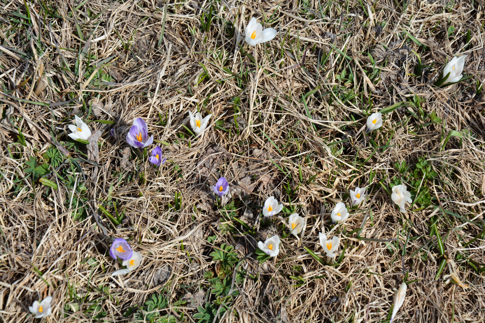 Frühling Schneeglöcklis