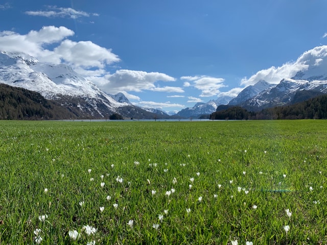 Spring Engadin landscape Sils Maria