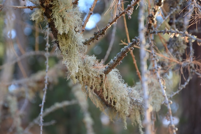 Larch foliage Engadin autumn