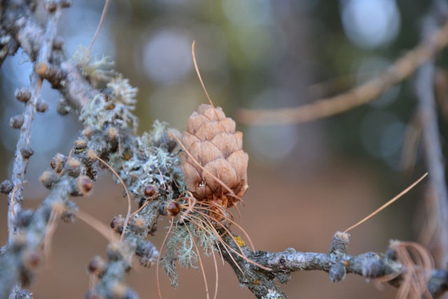 Autumn nature Sils Maria Graubünden